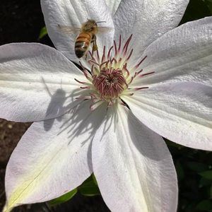 Meet your Posher, Janet